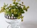 Compote pot
